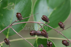 Lagerstroemia parviflora